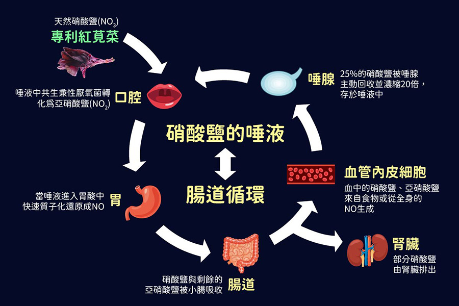 天然硝酸鹽(紅莧菜萃取)速轉一氧化氮